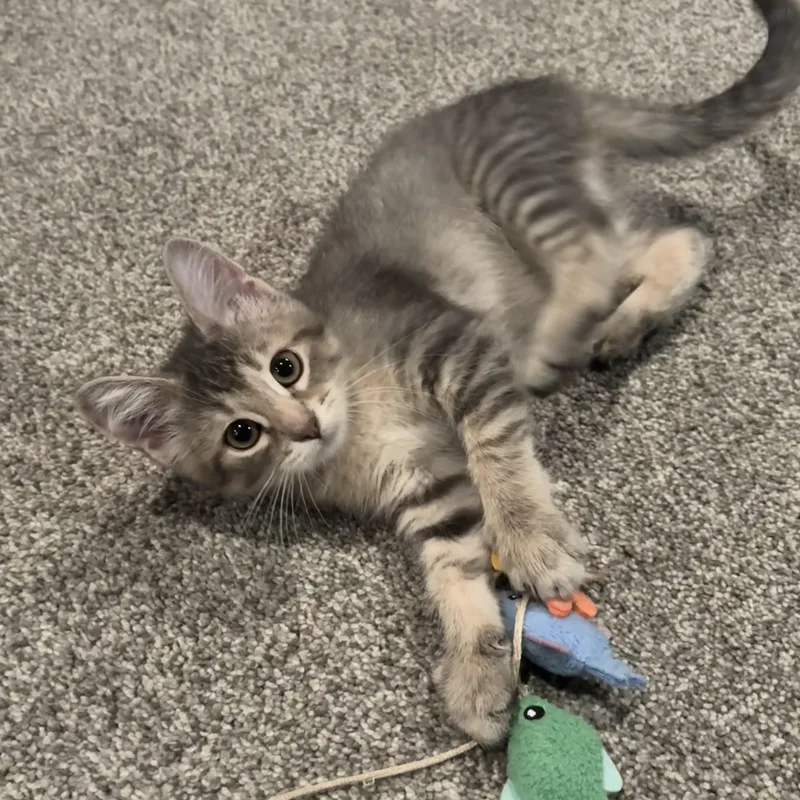 A baby medium-sized female Tabby (Gray / Blue / Silver) Domestic Short Hair cat named Dolly for adoption in Omaha, NE