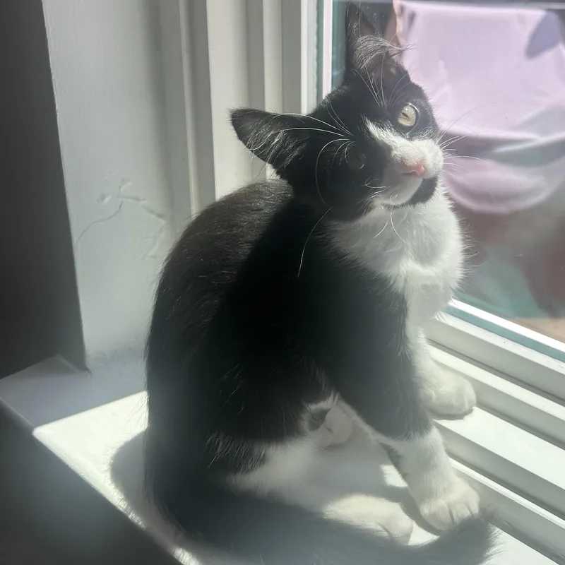 A baby medium-sized female Black & White / Tuxedo Domestic Short Hair cat named Puffin for adoption in Schertz, TX