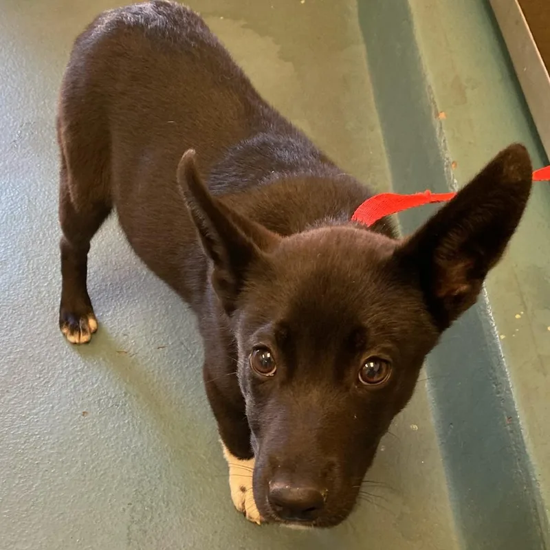 A baby small-sized female Black Mixed Breed dog named Zayle for adoption in Memphis, TN