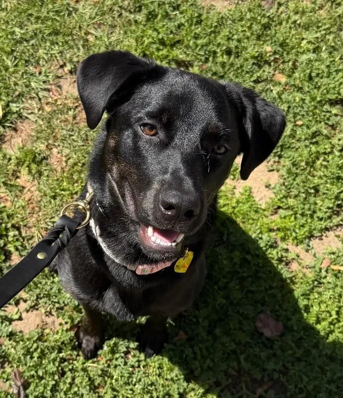 A young large-sized female Black Labrador Retriever dog named Pepper for adoption in Van Nuys, CA