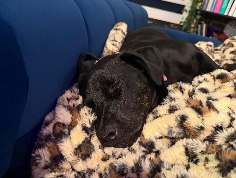 Pepper thumbnail 4