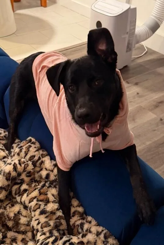 Pepper thumbnail 5