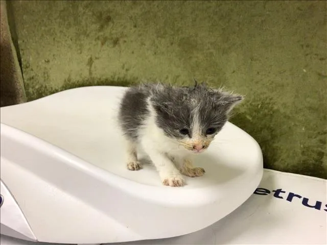 A baby small-sized male Domestic Short Hair cat named Mighty for adoption in Riverside, CA