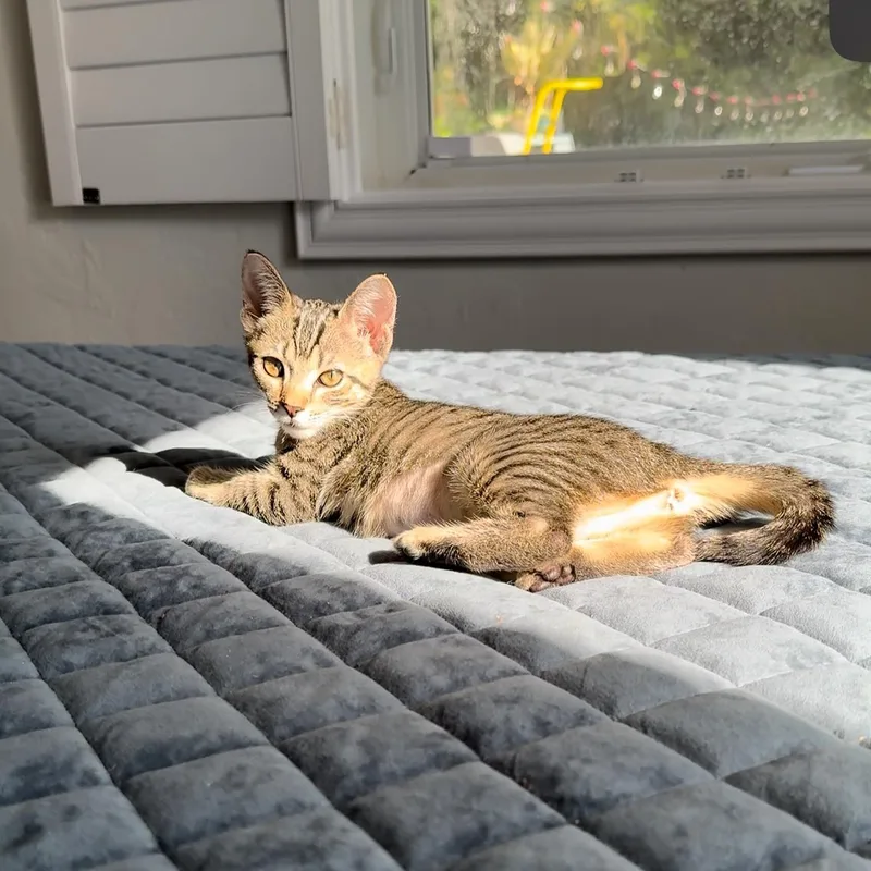 A baby small-sized female Tabby cat named Eira for adoption in Miami, FL