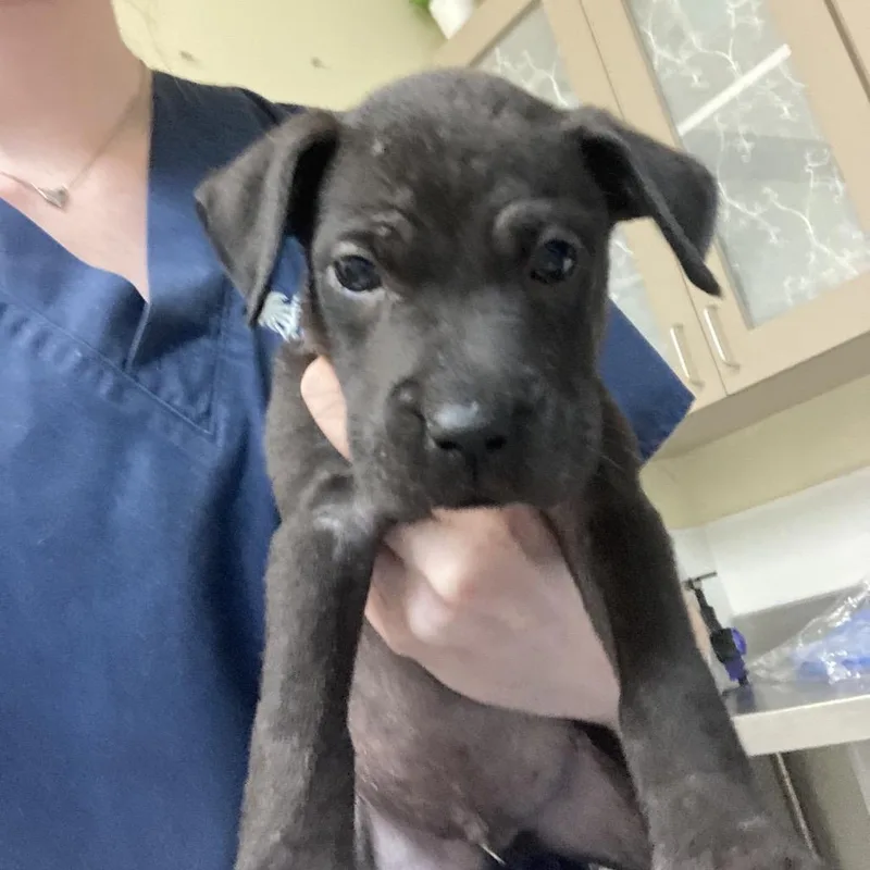 A baby small-sized male Black Pit Bull Terrier dog named King for adoption in Galveston, TX