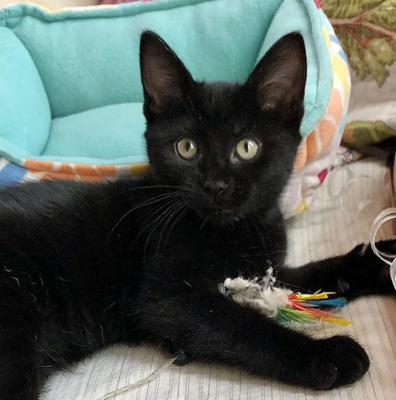 A young medium-sized male Black Bombay cat named "Pip" for adoption in Ventura, CA