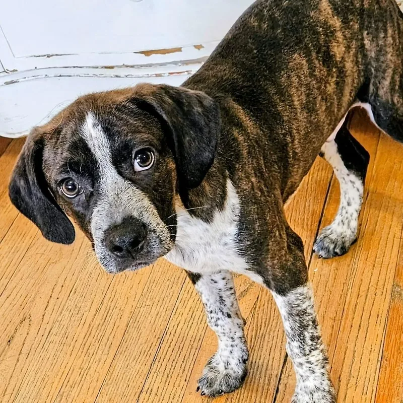 A baby medium-sized male Brindle Boston Terrier dog named Swiss for adoption in Chicago, IL