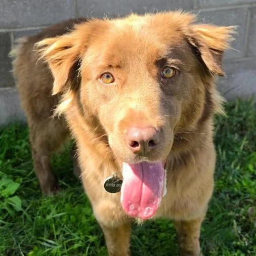 An adult medium-sized female Australian Shepherd dog named Bryce for adoption in Fort Collins, CO