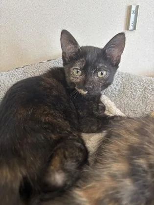 A baby small-sized female Domestic Short Hair cat named Sokka I AM for adoption in East Brookfield, MA
