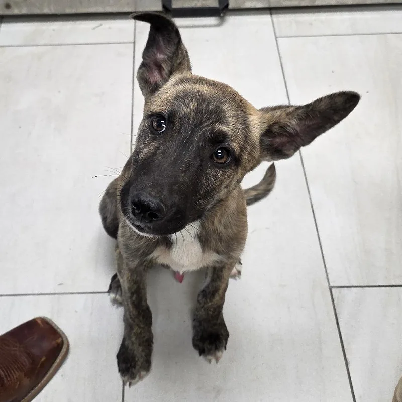 A baby small-sized male Brindle Shepherd dog named Noah for adoption in Lufkin, TX