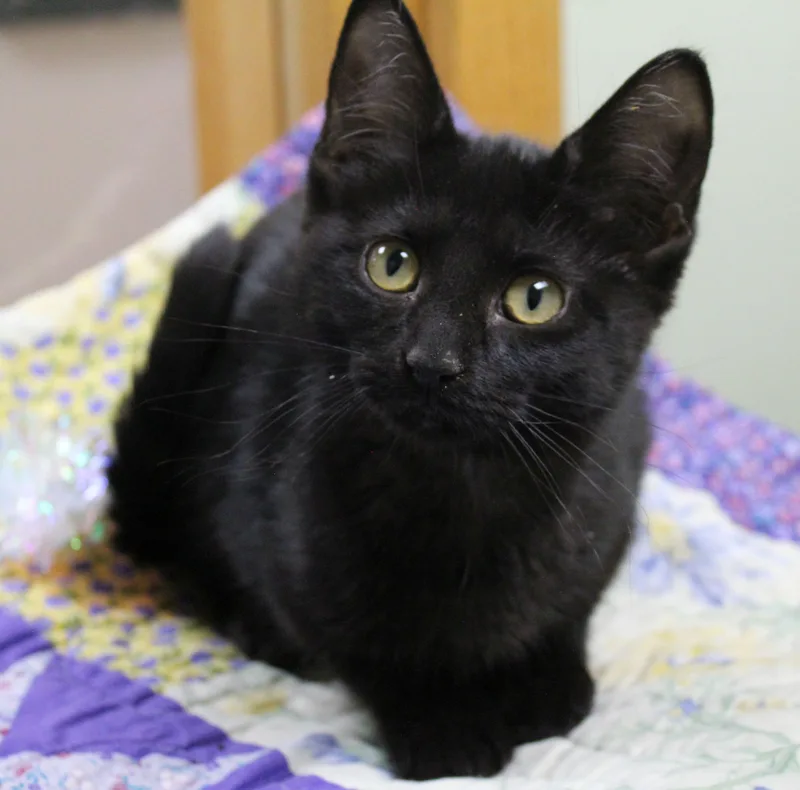 A baby medium-sized female Black Domestic Short Hair cat named Shoestring for adoption in Portage, WI
