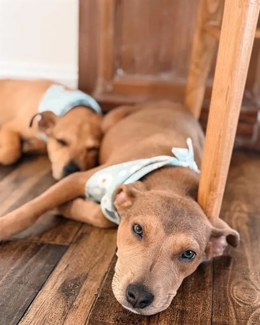 A young small-sized female Pit Bull Terrier dog named Flower for adoption in Pasadena, TX