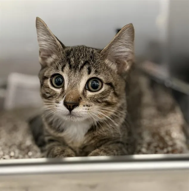 A baby small-sized male Domestic Short Hair cat named Wesley for adoption in Redlands, CA