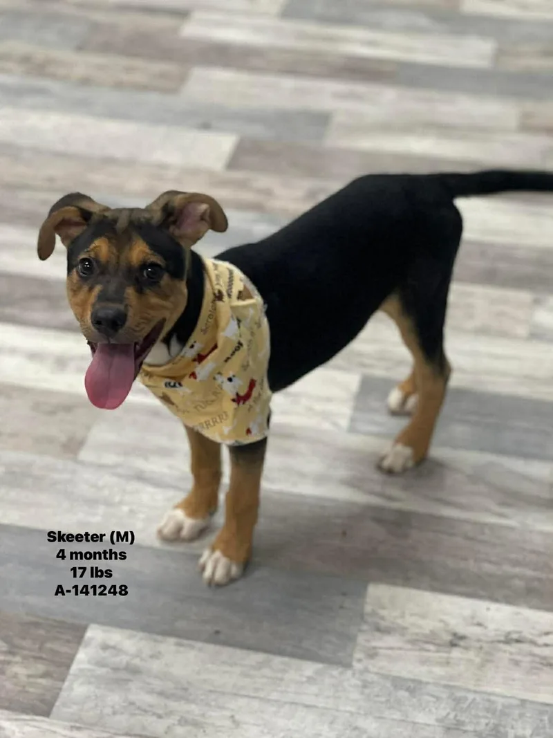 Skeeter  Local April