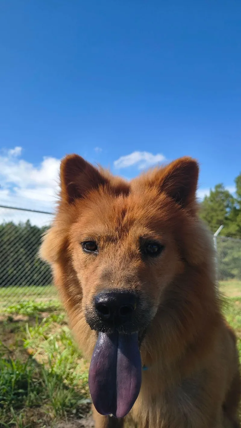 A young medium-sized male Chow Chow dog named Ciao for adoption in Farmerville, LA