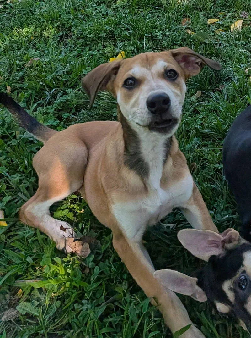 A baby medium-sized female Mixed Breed dog named Riley for adoption in Cliffwood, NJ