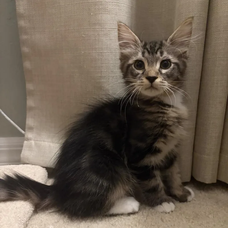 Neville