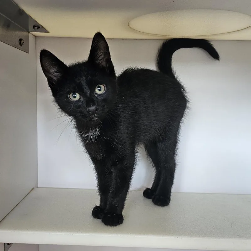 A baby small-sized male Black Domestic Short Hair cat named Winston for adoption in Monroe, MI