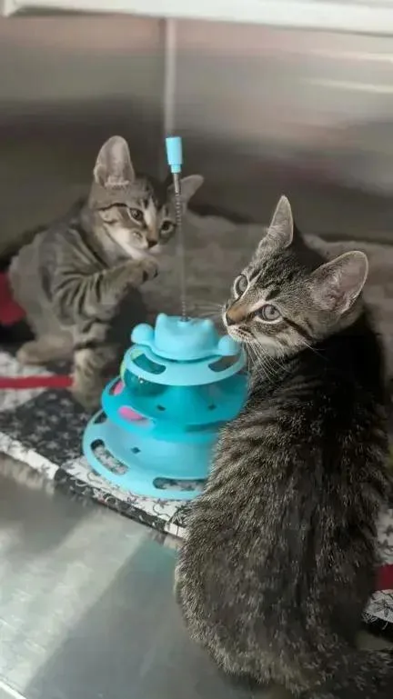 A baby small-sized female Domestic Short Hair cat named Erin for adoption in Grand Rapids, MI