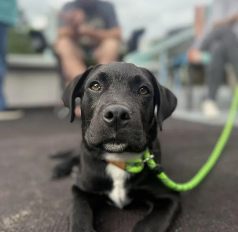 A young large-sized male Labrador Retriever dog named Drake Darwin for adoption in Thomasville, NC