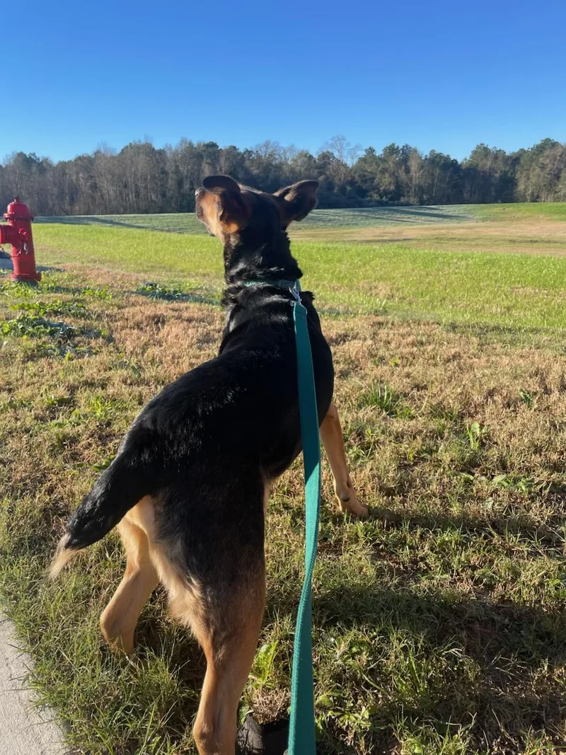 Dutchess  Co thumbnail 5