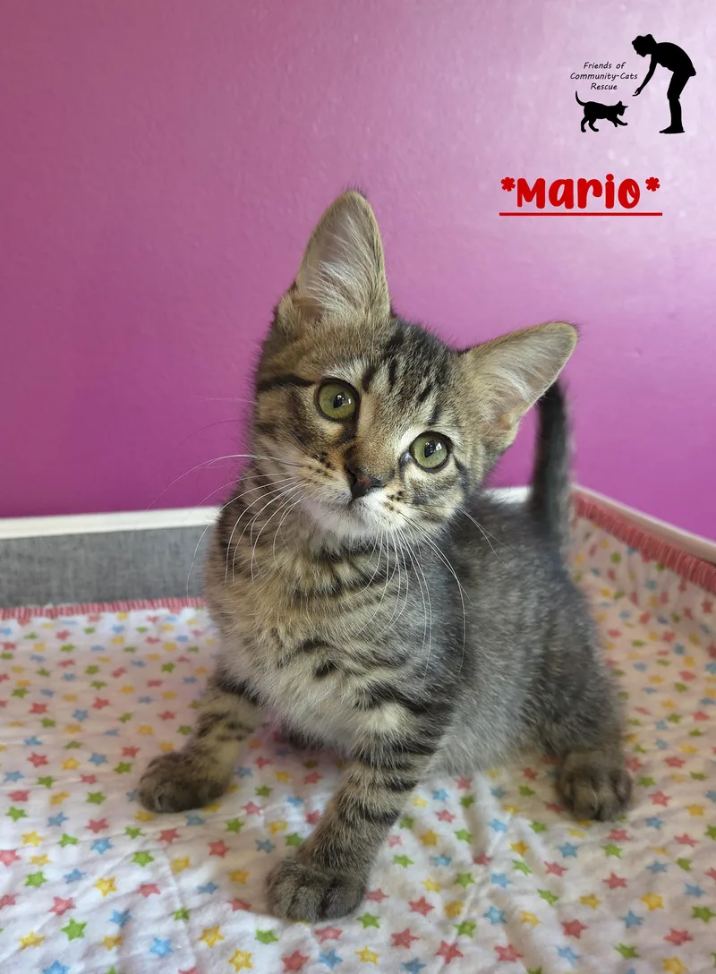A baby medium-sized male Tabby (Brown / Chocolate) Domestic Short Hair cat named Mario for adoption in Centerville, UT
