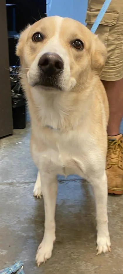 An adult medium-sized female Border Collie dog named Inta for adoption in Bowling Green, KY