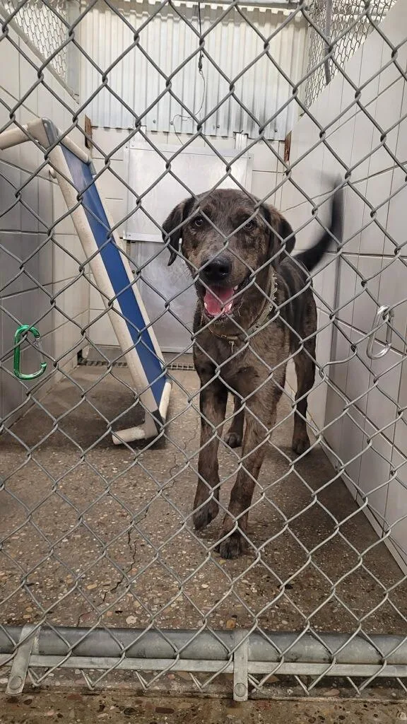 A young medium-sized male Catahoula Leopard Dog dog named Bandit for adoption in Rock Springs, WY