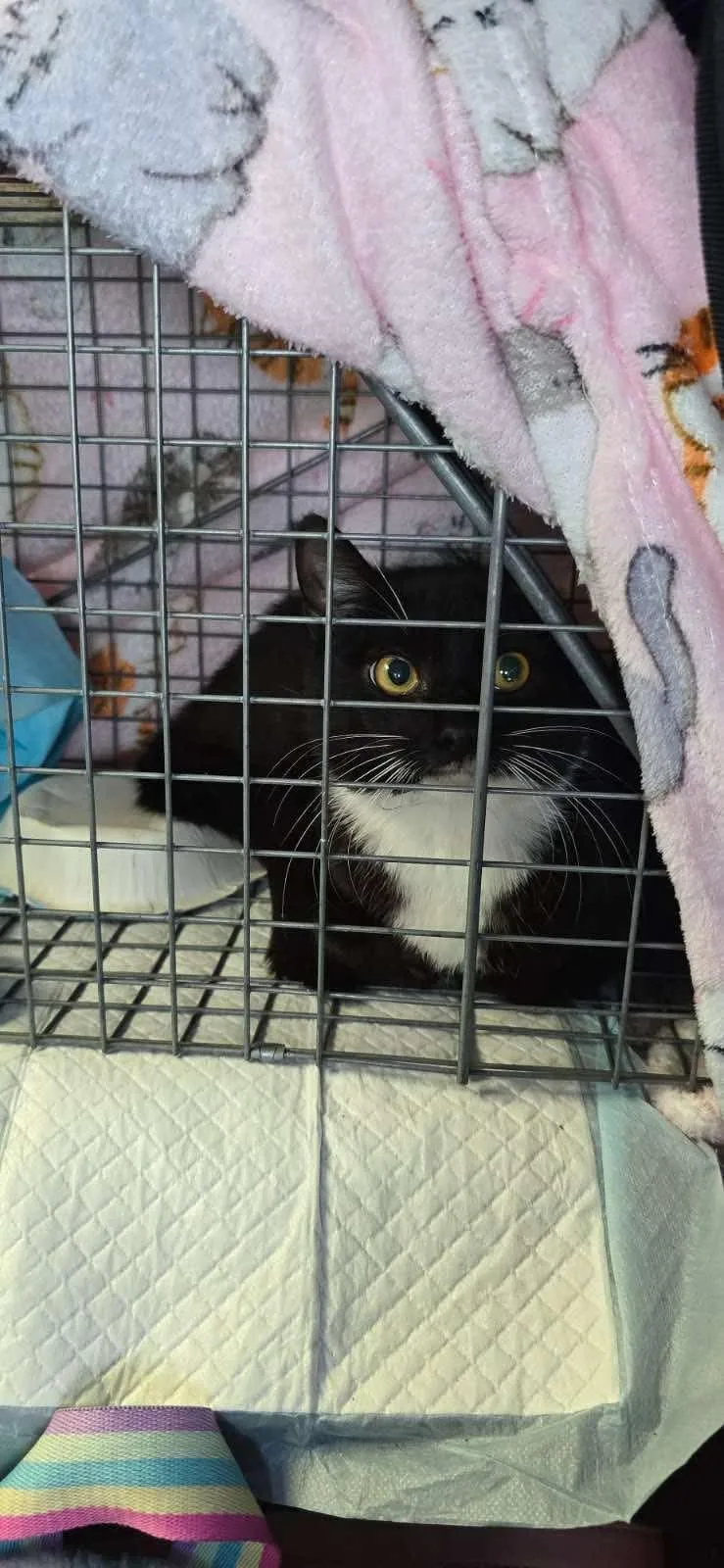 Ying Yang thumbnail 3