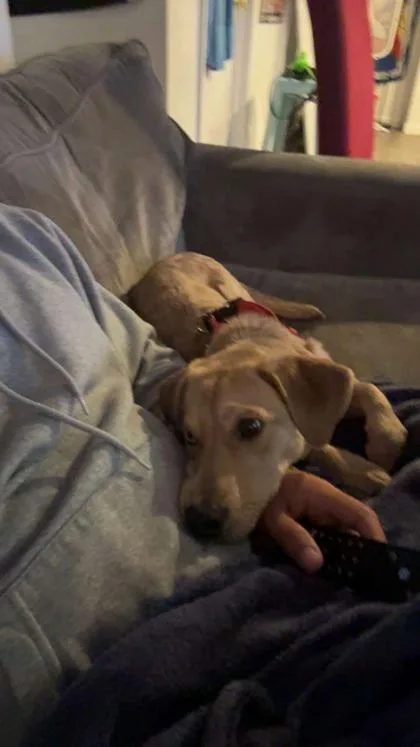 A young medium-sized male Terrier dog named Hubert for adoption in Washington, DC
