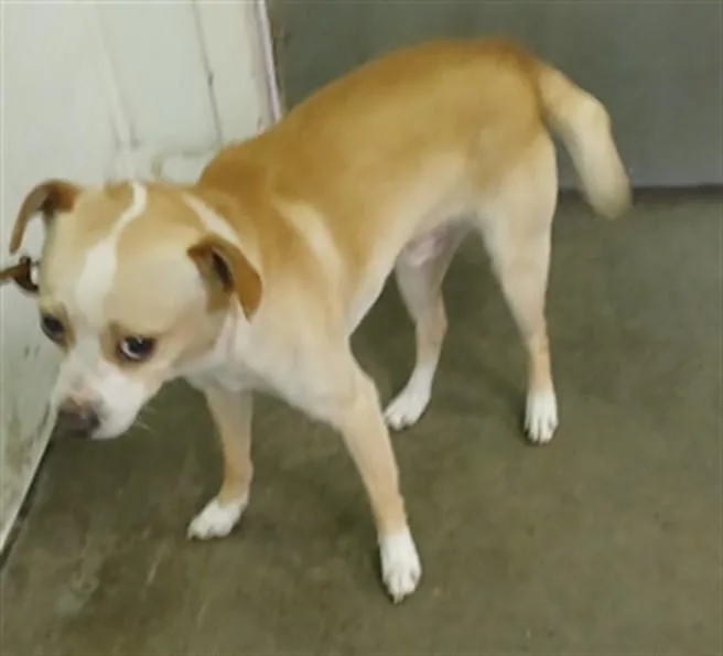 A young small-sized male Chihuahua dog named Bon Bon for adoption in Los Angeles, CA