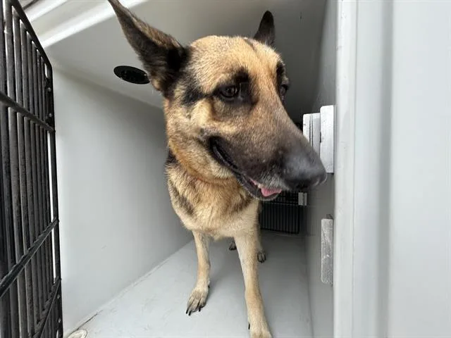An adult large-sized female German Shepherd Dog dog named A for adoption in Houston, TX