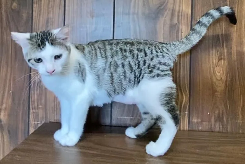 A baby small-sized male Domestic Short Hair cat named Starfire for adoption in Hagerstown, MD