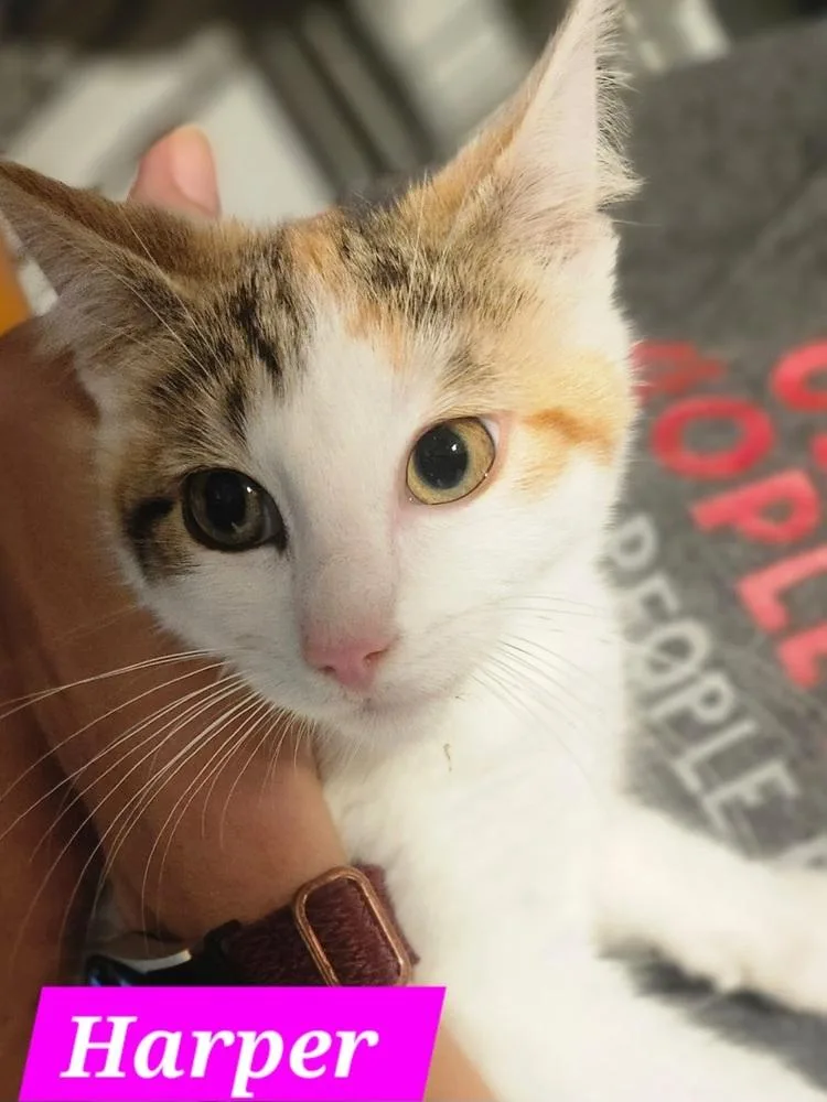 A baby medium-sized female Orange & White Domestic Short Hair cat named Harper for adoption in Elyria, OH