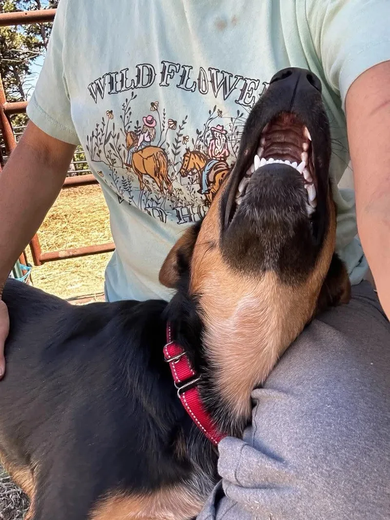 A baby medium-sized male German Shepherd Dog dog named Ziggy for adoption in Estes Park, CO