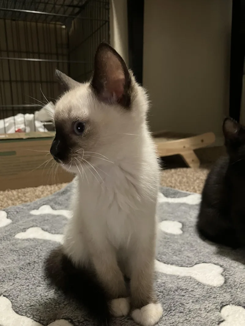 A baby medium-sized male Siamese cat named Ash for adoption in Hillsboro, OR