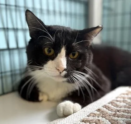 A young large-sized male Black & White / Tuxedo Domestic Short Hair cat named Crowbar for adoption in Fernandina Beach, FL