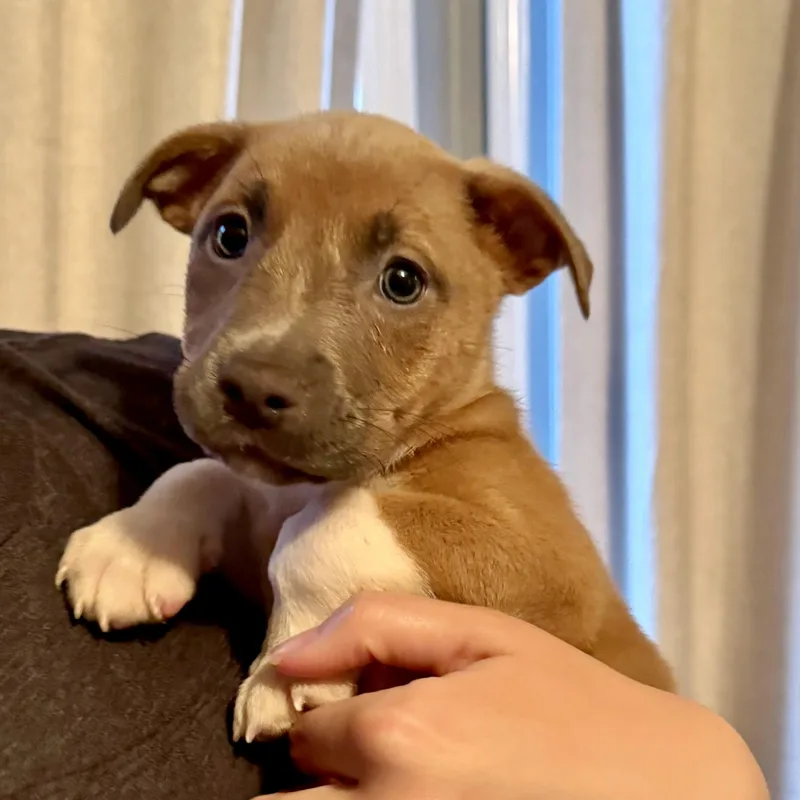 A baby medium-sized male Golden Shepherd dog named Ellis for adoption in Brentwood, TN