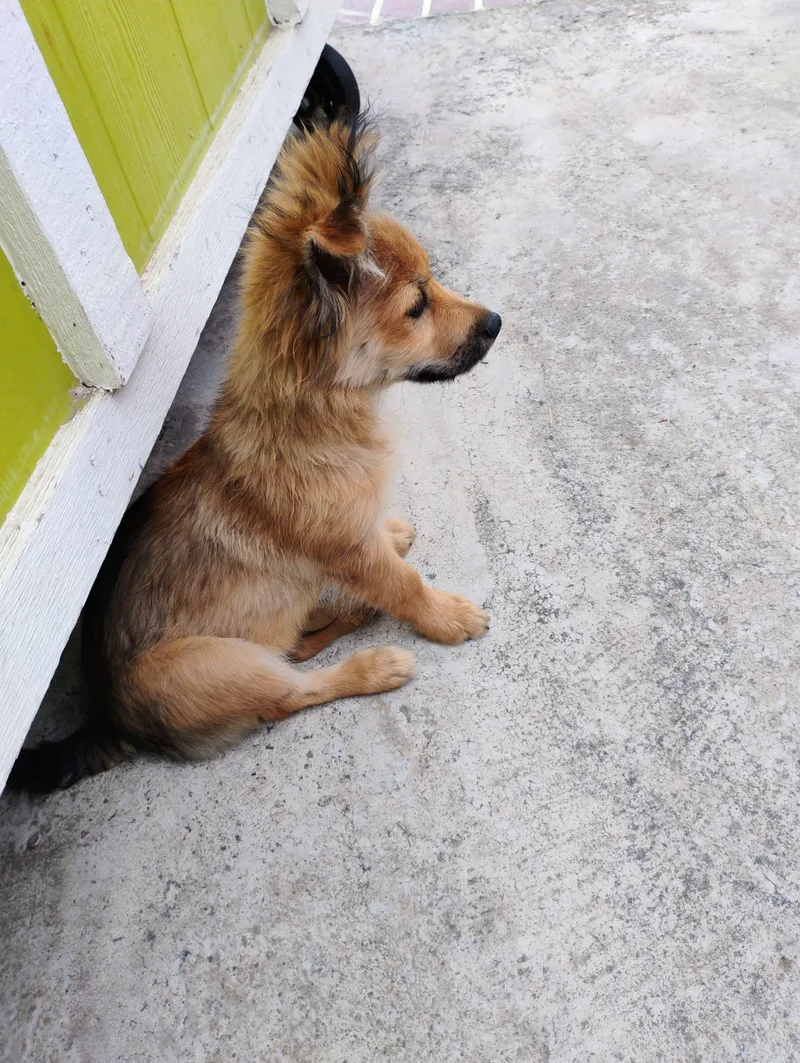 A baby small-sized male Golden Cocker Spaniel dog named Dylan for adoption in Los Angeles, CA