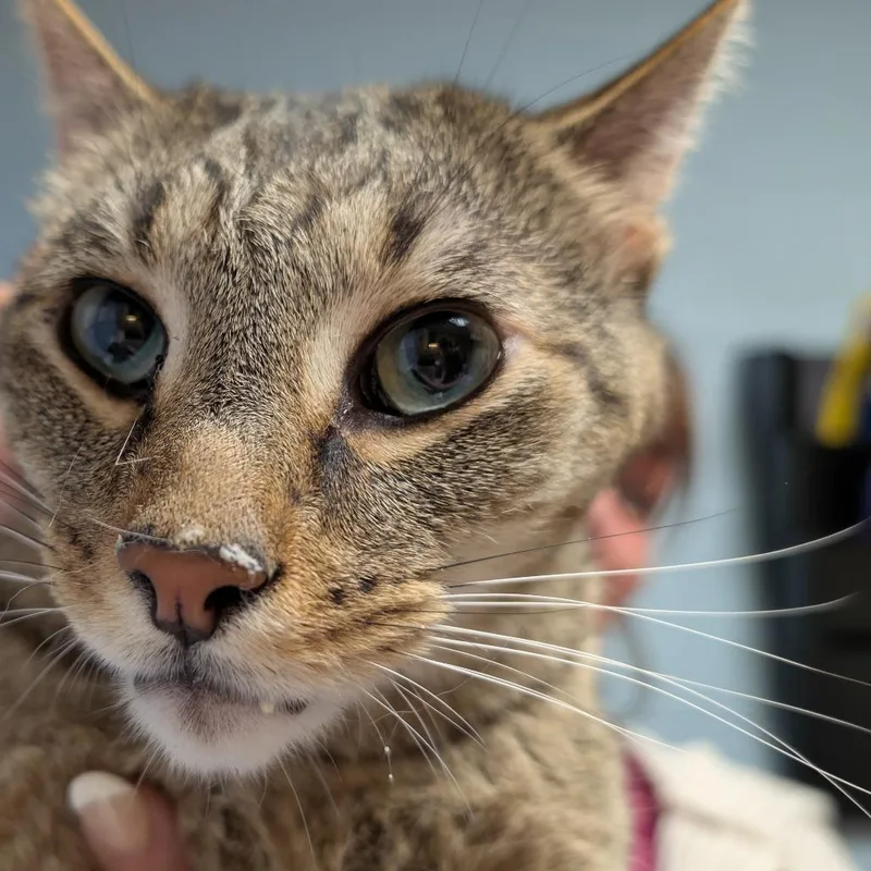 An adult large-sized male Brown / Chocolate Domestic Short Hair cat named Tony Tom for adoption in DeKalb, IL