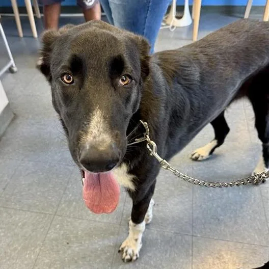 An adult large-sized male Flat-Coated Retriever dog named Jaxs for adoption in Hawthorne, CA