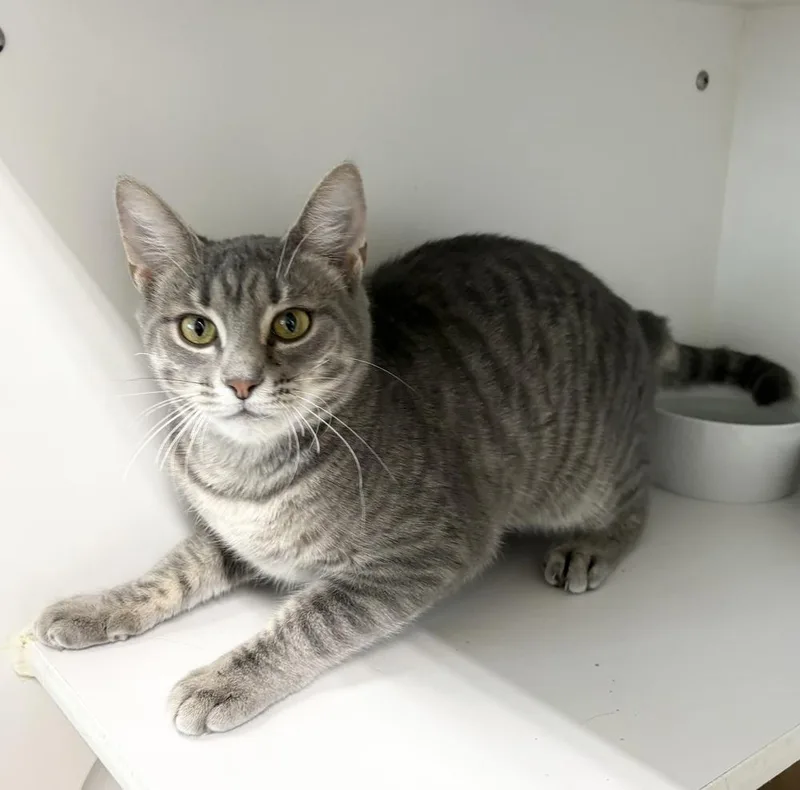 An adult medium-sized male Gray / Blue / Silver Domestic Short Hair cat named Chatty for adoption in Rochester, IN