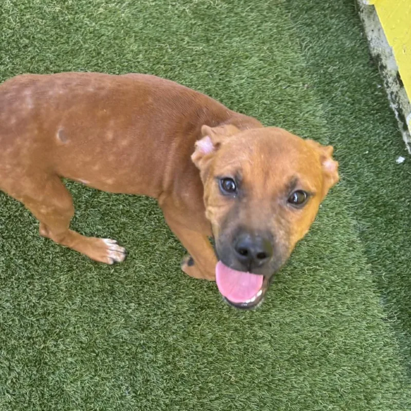 A baby small-sized female Brown / Chocolate Mixed Breed dog named Tide for adoption in LOXAHATCHEE, FL