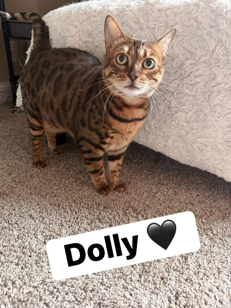 A young medium-sized female Bengal cat named Dolly for adoption in Clarksville, TN