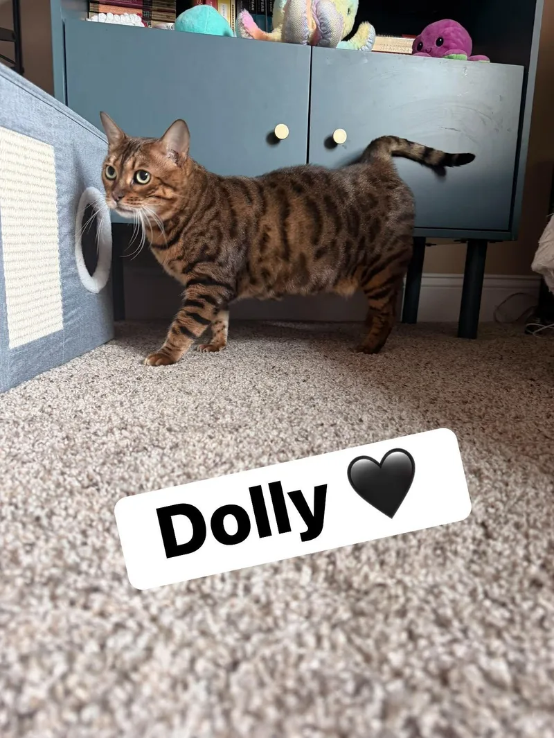 Dolly thumbnail 2