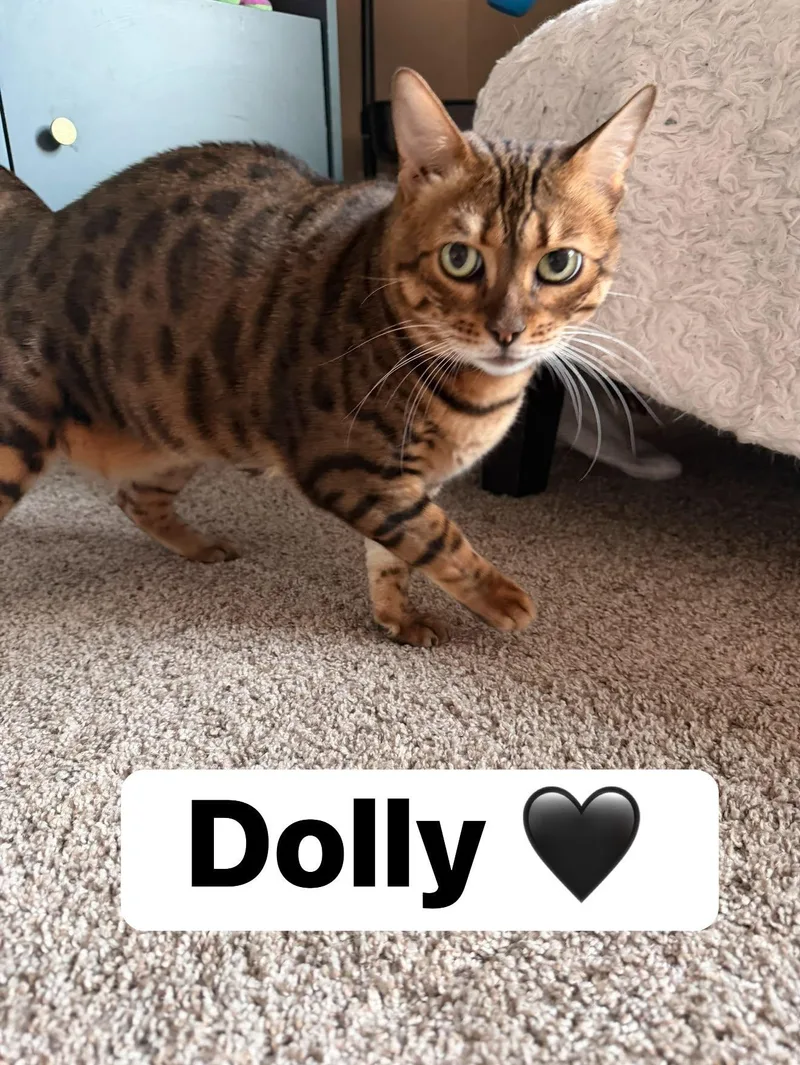 Dolly thumbnail 3