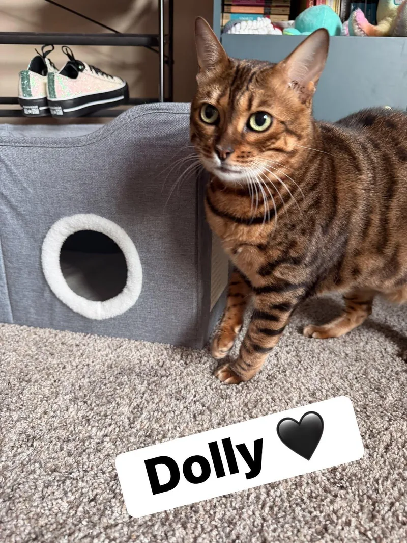 Dolly thumbnail 4