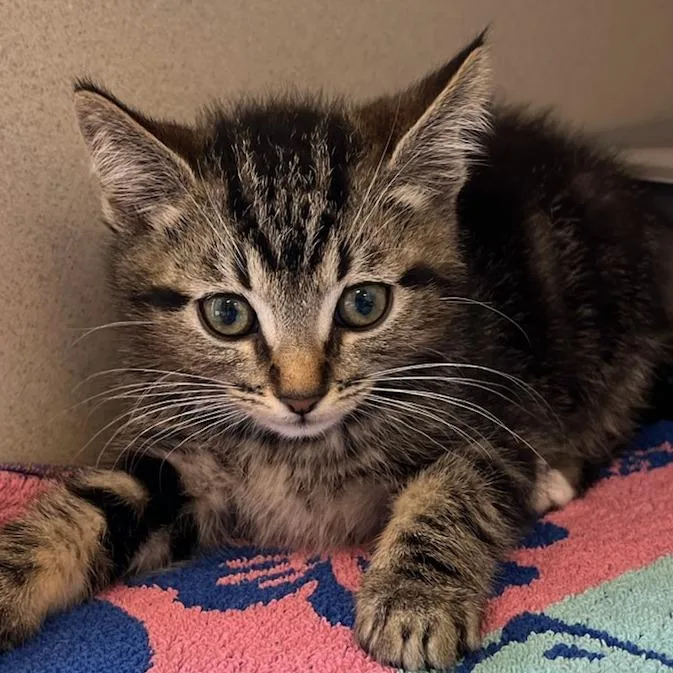 A baby small-sized male Brown / Chocolate Domestic Short Hair cat named Apollo for adoption in Redwood City, CA