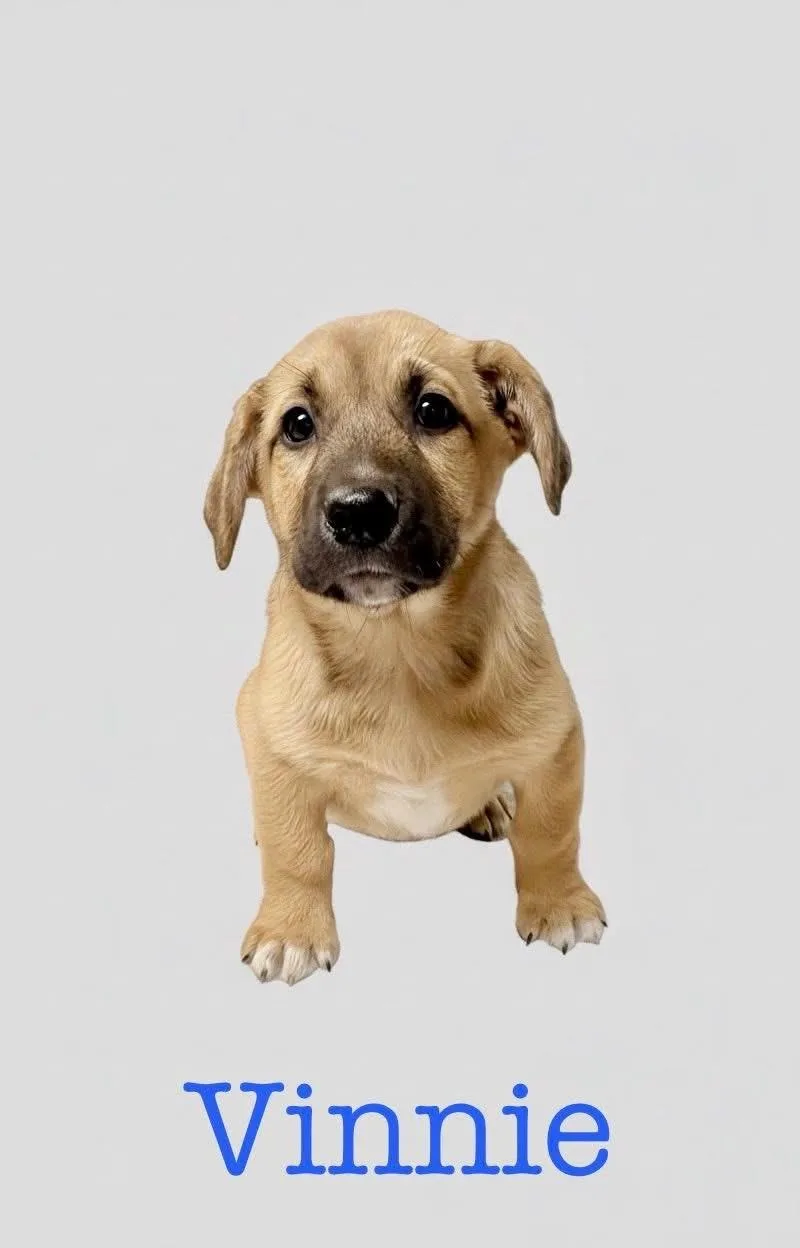 V Litter Vinnie