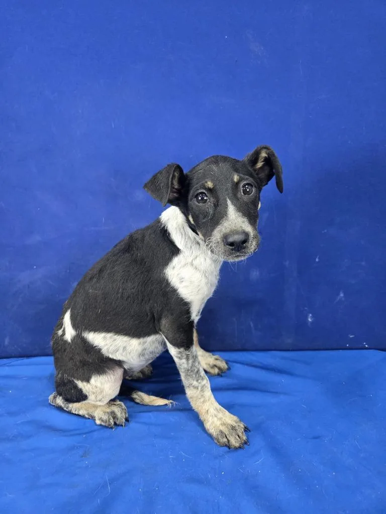 A baby large-sized female Mixed Breed dog named Sage for adoption in Ruston, LA